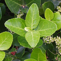 euonymus japonicus